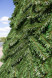 Уличная елка Русская зеленая 10 м., каркасная, ПВХ, Green Trees (GT10RUSPVC) 