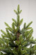 Искусственная елка Тибетская 240 см., 100% литая хвоя, ЕлкиТорг (58240) оптом