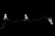 Светодиодная нить Прищепка 8 м., 40 разноцветных LED ламп, зеленый провод, Winner (m.01.5G.40+(10)) 