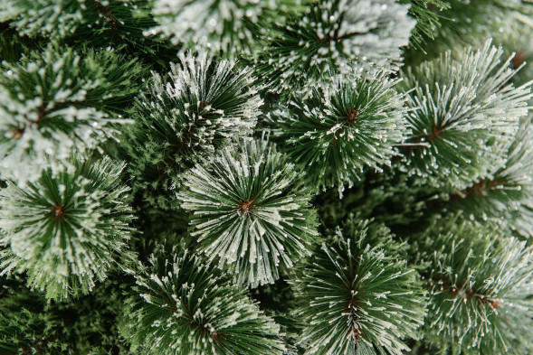 Искусственная сосна Скарлетт с инеем 90 см., Леска, ЕлкиТорг (96090) оптом