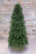 Елка Нормандия 260 см., темно зеленая, стройная, литая хвоя, Triumph Tree (72140) 