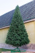 Искусственная сосна Афина PREMIUM 5.5 м., ствольная, уличная. ПВХ, ЕлкиТорг (59550) оптом