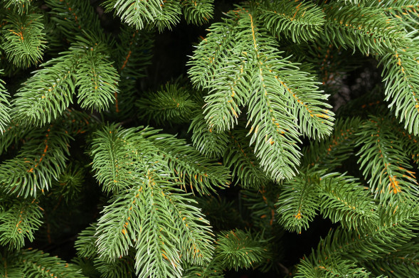 Искусственная елка Царская Де Люкс настенная 90 см., 100% Литая хвоя, ЕлкиТорг (125090) оптом