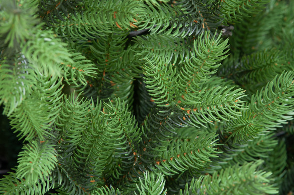 Искусственная елка Торжественная 180 см., 100% литая хвоя, ЕлкиТорг (167180) оптом