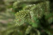 Елка Шервуд Премиум 230 см., литая хвоя+пвх, Triumph Tree (73372) 
