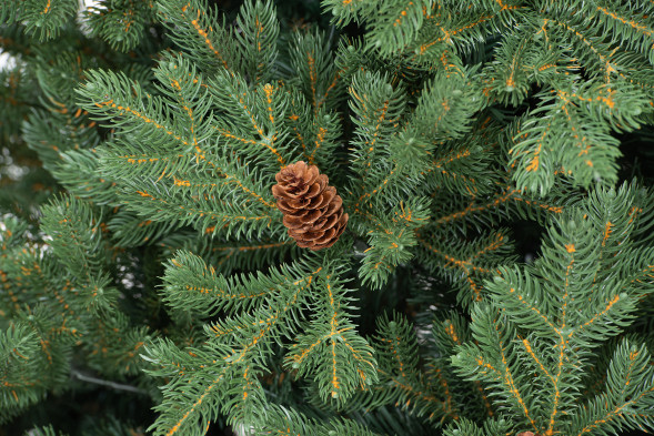 Искусственная елка Чарующая 210 см., 100% литая хвоя, ЕлкиТорг (130210) оптом