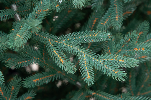 Искусственная елка Грация 210 см., 100% литая хвоя, ЕлкиТорг (164210) оптом