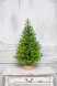 Искусственная елка Мисхор 60 см., 100% литая хвоя, ЕлкиТорг (136060) оптом
