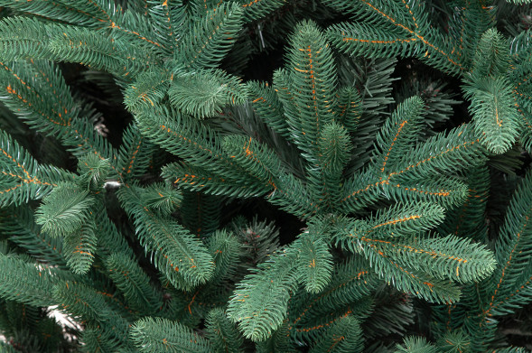 Искусственная елка Французская 240 см., литая хвоя+ПВХ, ЕлкиТорг (166240) оптом