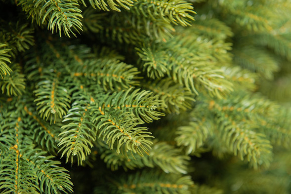 Искусственная елка Графская Премиум 90 см., 100% литая хвоя, ЕлкиТорг (44090) оптом