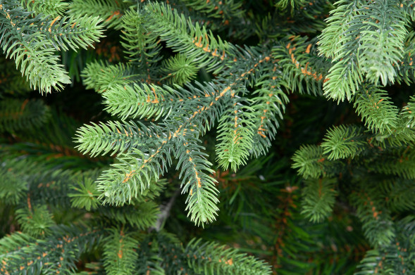 Искусственная елка Венецианская 240 см., литая хвоя+ПВХ, ЕлкиТорг (109240) оптом