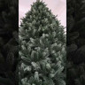 Искусственная ель Царская 5 м., ствольная, интерьерная, 100% Литая хвоя, ЕлкиТорг (194500) 