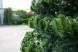  Уличная елка Испанская зеленая 21 м., каркасная, ПВХ, Green Trees (GT21ISPVC) 