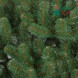 Искусственная сосна Афина PREMIUM 5 м., ствольная, уличная, ПВХ, ЕлкиТорг (59500) оптом
