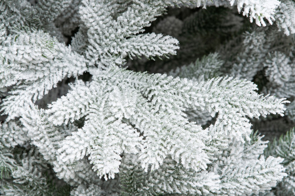 Искусственная елка Алтайская заснеженная 300 см., 100% литая хвоя, ЕлкиТорг (169300) оптом