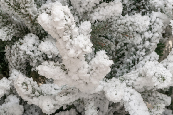 Искусственная елка Имперская заснеженная 180 см., литая хвоя+пвх, ЕлкиТорг (145180) оптом