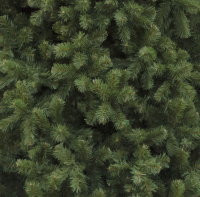 Сосна Клеопатра PREMIUM 6.5 м., ствольная, мягкая хвоя, ЕлкиТорг (61650) оптом