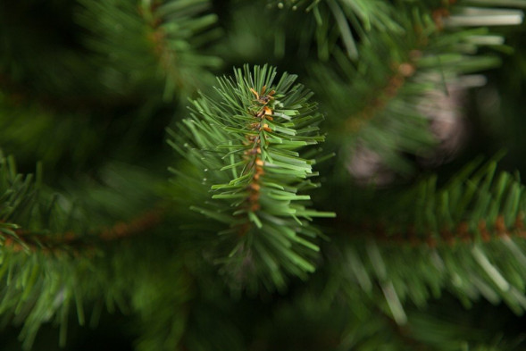 Елка Санкт-Петербург 185 см., мягкая хвоя, Triumph Tree (73580) 