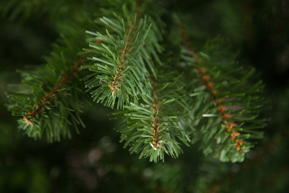 Елка Санкт-Петербург 230 см., мягкая хвоя, Triumph Tree (73540) 