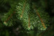 Елка Санкт-Петербург 230 см., мягкая хвоя, Triumph Tree (73540) 