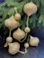 Гирлянда Праздничная 116 см.,  диаметр 9 см., золотая, пенопласт, Christmas DeLuxe (89417) 