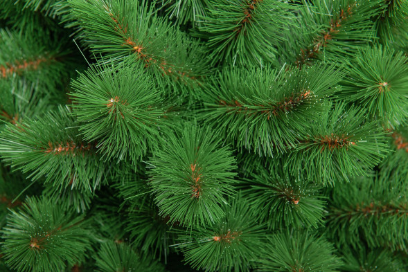 Искусственная сосна Ариадна 180 см., Леска, ЕлкиТорг (51180) оптом